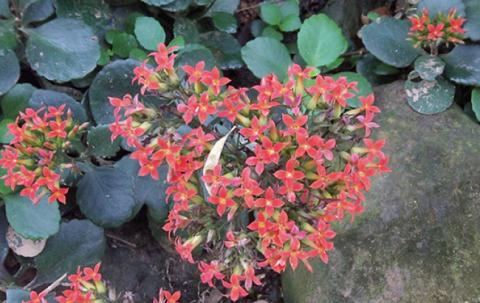 A close-up shot of one of the flowers.